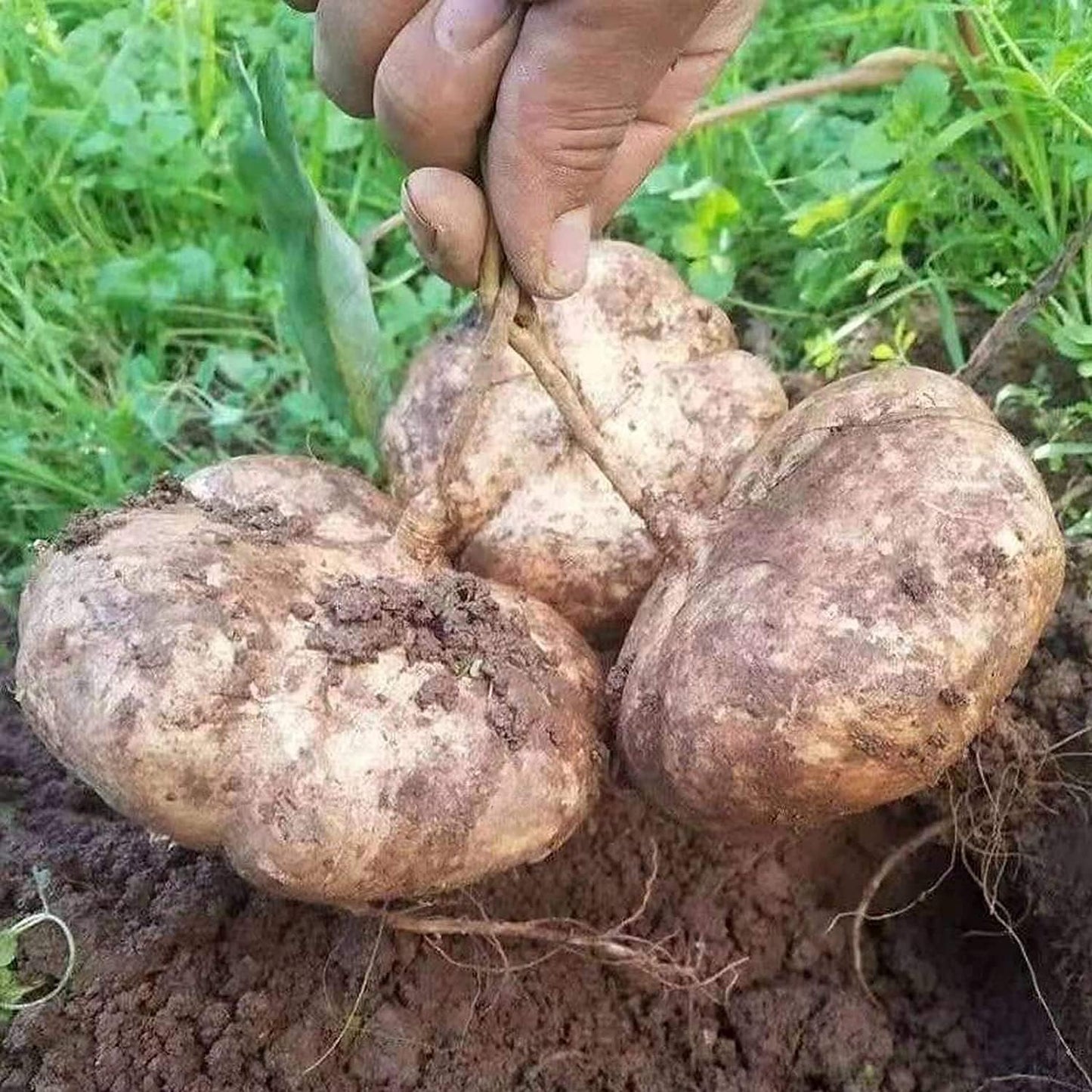 100Pcs Jicama Seed for Planting Drought Resistant Mexican Turnips