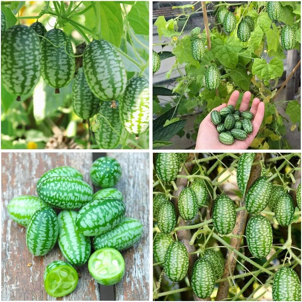 300PCS Cucamelon Seeds – Heirloom Mexican Sour Gherkin, Non-GMO Miniature Watermelon-Look Cucumbers