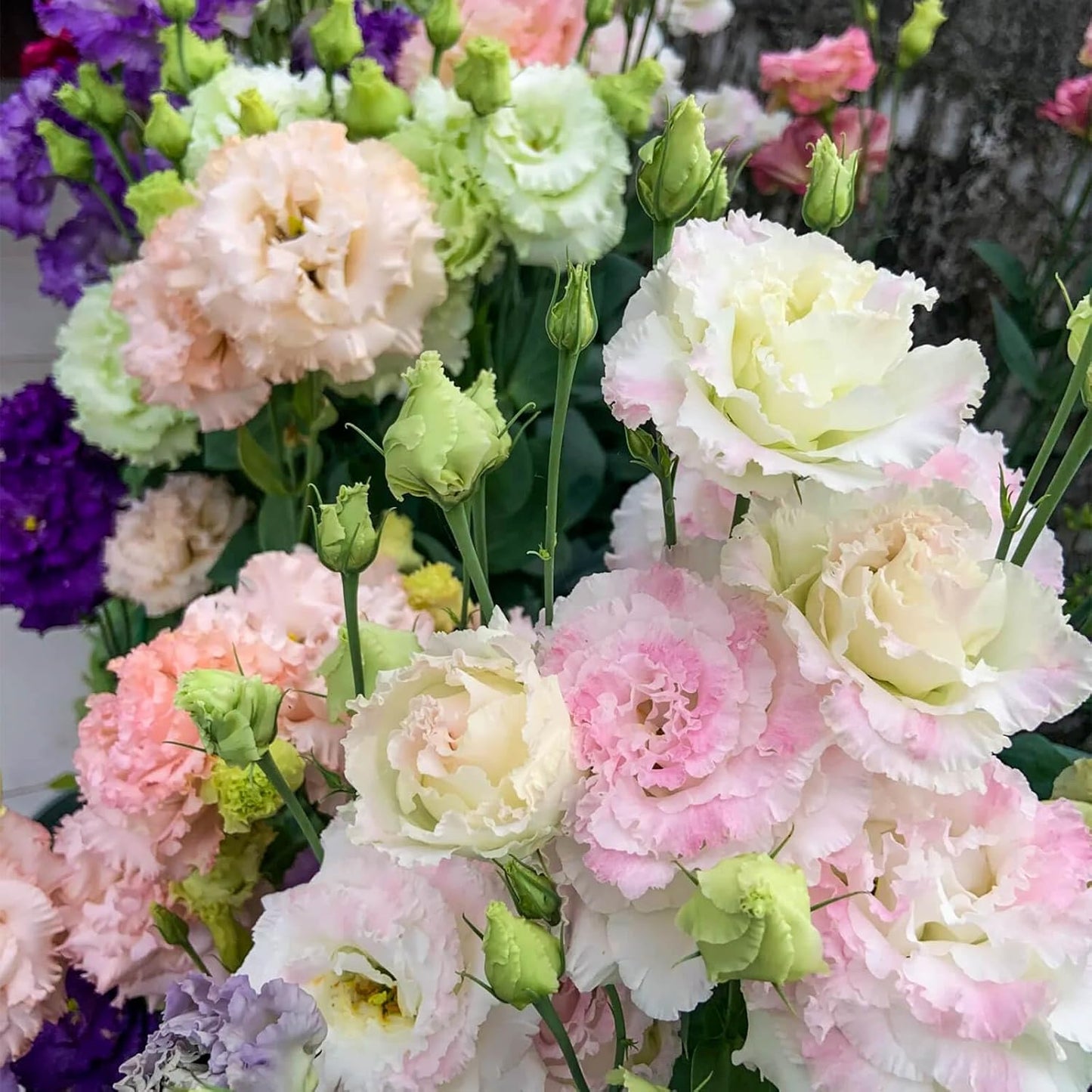 2000+ Mixed Color Perennial Eustoma Grandiflorum Seeds