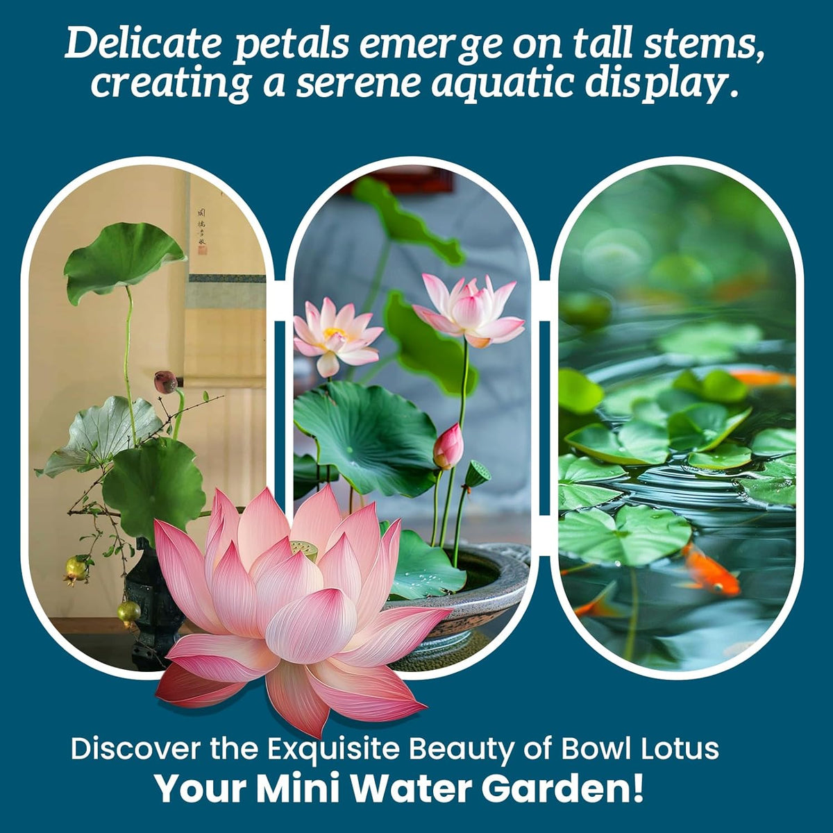 Lotus Seeds for Planting in Water – 60 PCS Mixed Bowl Lotus Seeds
