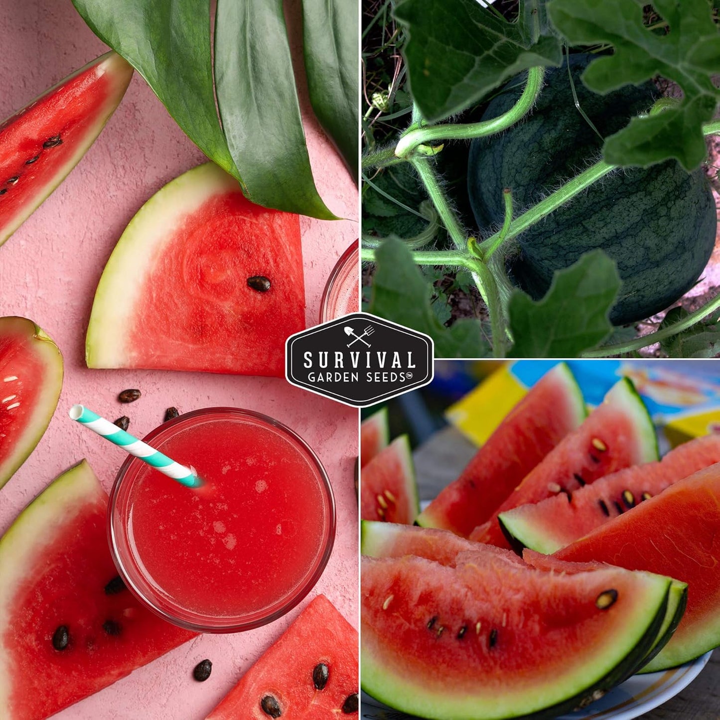 Watermelon Seeds Watermelon Organic Fruit Seasonal Sowing About 450pcs