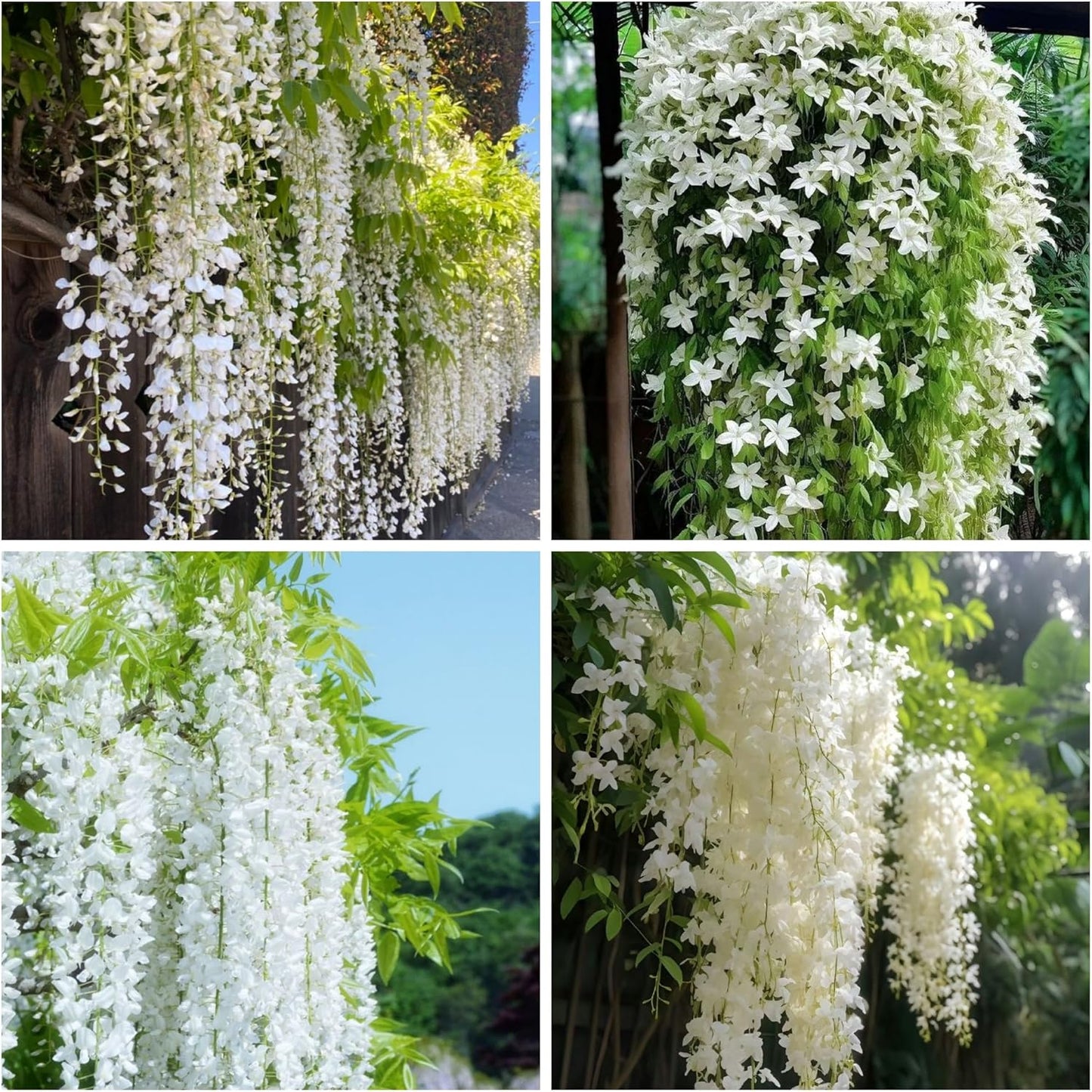 500 Climbing Jasmine Flower Seeds Fragrant Plant for Planting Garden