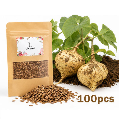 100Pcs Jicama Seed for Planting Drought Resistant Mexican Turnips