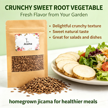 100Pcs Jicama Seed for Planting Drought Resistant Mexican Turnips
