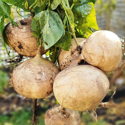 100Pcs Jicama Seed for Planting Drought Resistant Mexican Turnips