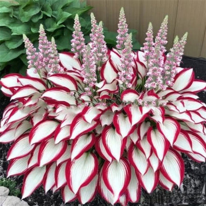 500 Pcs Hosta Seeds for Planting Indoor Outdoor, Long Blooming Plants for Ground Cover & Containers