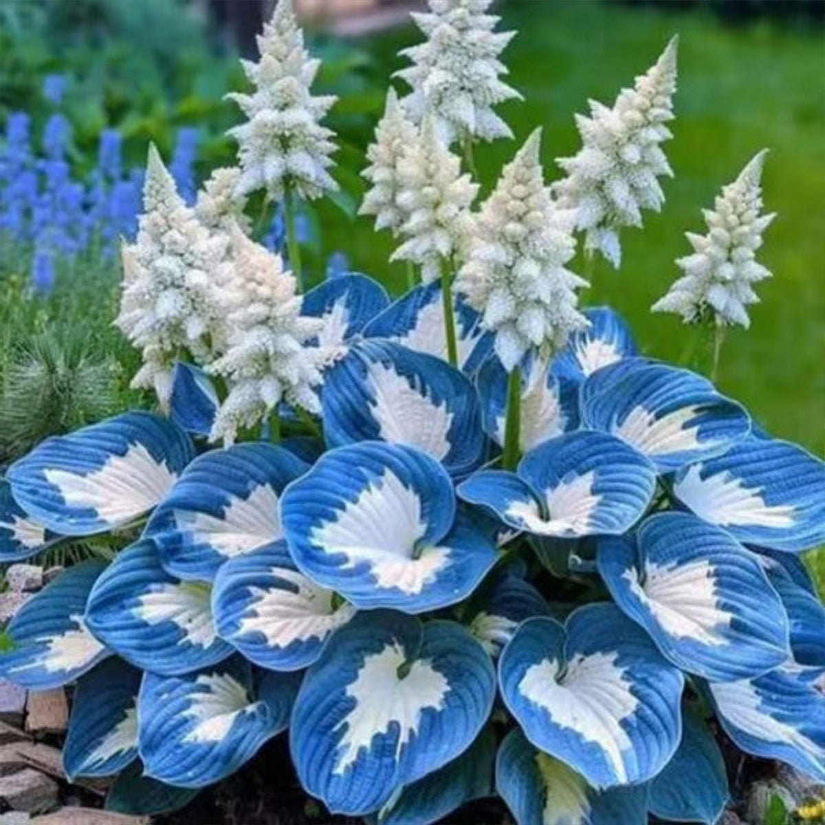 500 Pcs Hosta Seeds for Planting Indoor Outdoor, Long Blooming Plants for Ground Cover & Containers