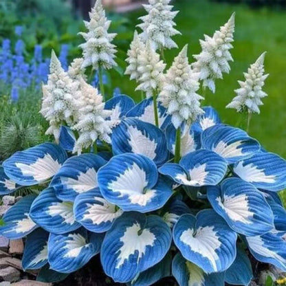 500 Pcs Hosta Seeds for Planting Indoor Outdoor, Long Blooming Plants for Ground Cover & Containers