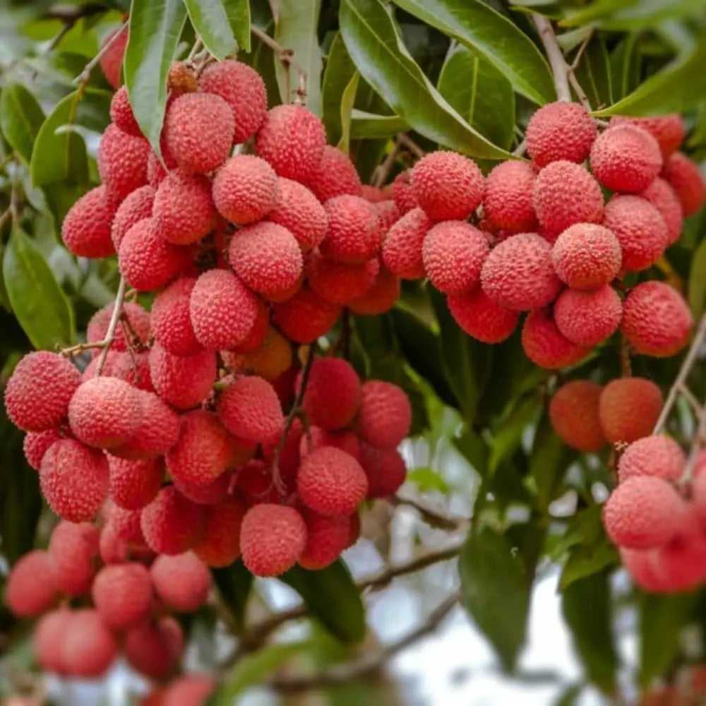 50 Giant Lychee Seeds Exotic Fruit Heirloom Sweet Tropical Fruit Litchi Chinensis Seed