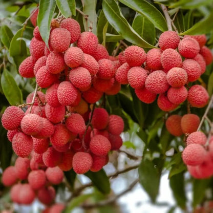 50 Giant Lychee Seeds Exotic Fruit Heirloom Sweet Tropical Fruit Litchi Chinensis Seed