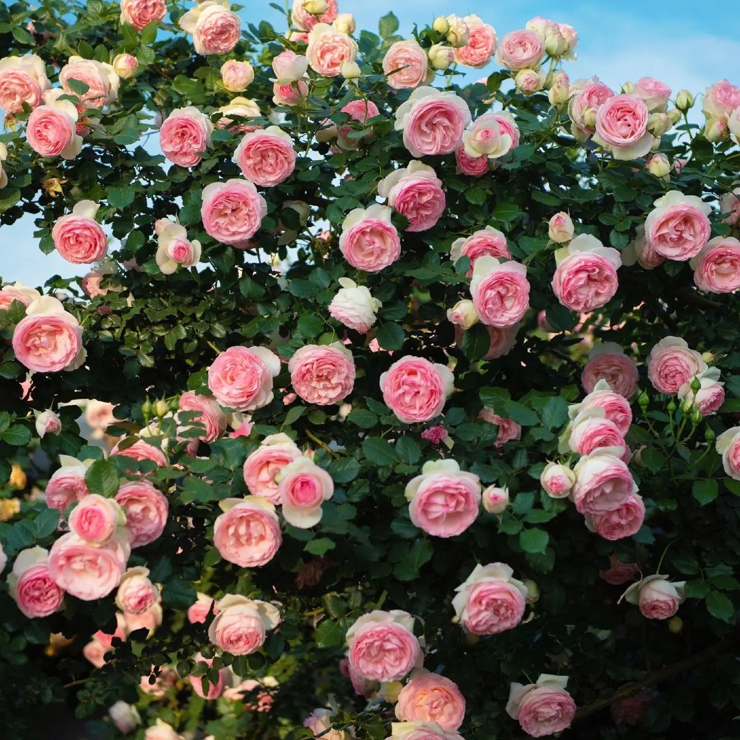 500pcs Climbing Rose Seeds for Outdoor Planting Suitable for Planting in All Seasons