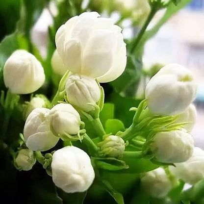 100PCS Climbing Jasmine Flower Seeds Fragrant Plant for Planting Garden