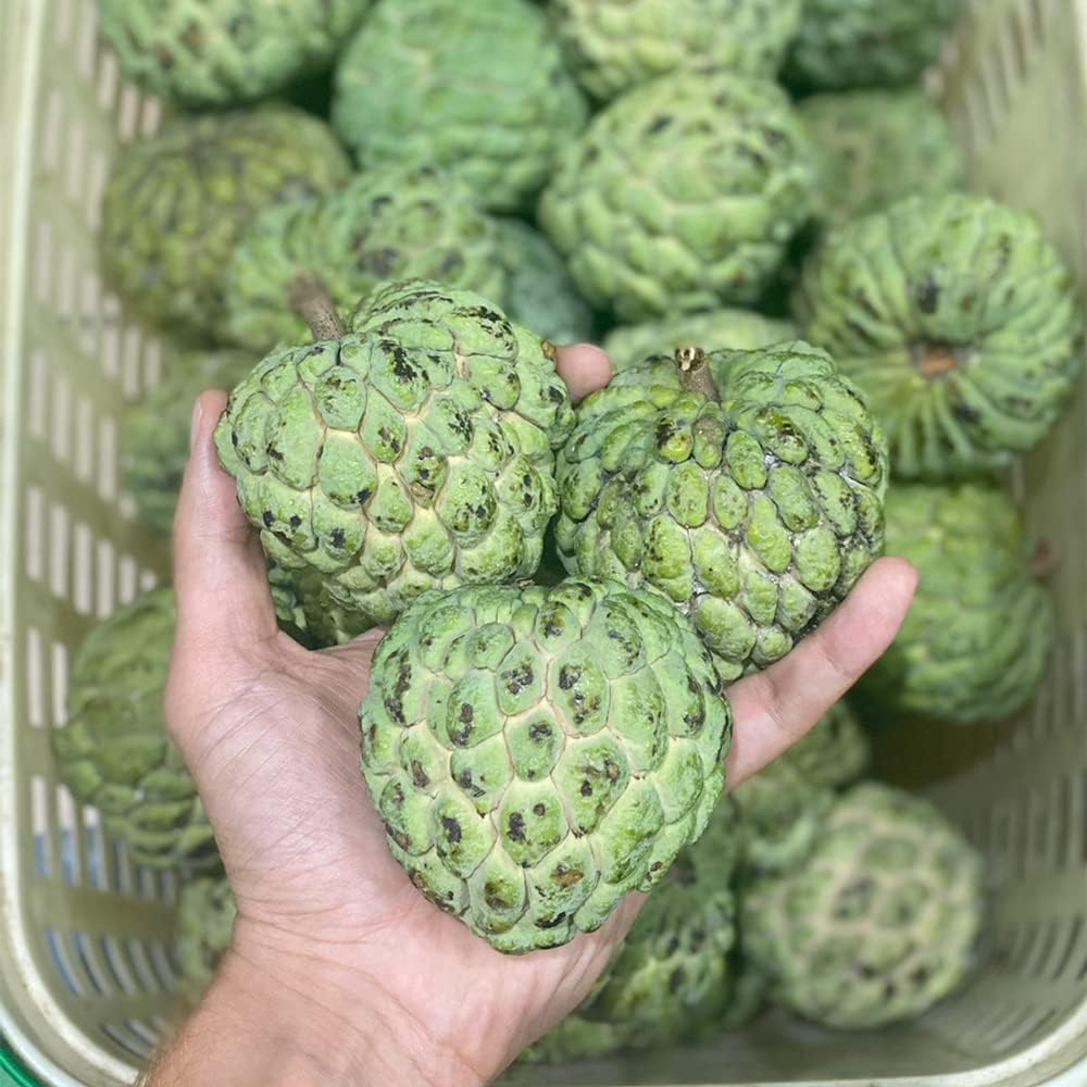 100 Custard Apple Seeds - Tropical Exotic Delicious Sweet Fruits - Non-GMO Fruit Seed