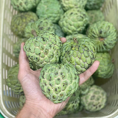 100 Custard Apple Seeds - Tropical Exotic Delicious Sweet Fruits - Non-GMO Fruit Seed