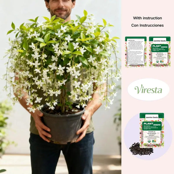 500 Climbing Jasmine Flower Seeds Fragrant Plant for Planting Garden