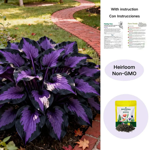 500 Pcs Organic Hosta Flower Seeds - Low-Care Perennial Partial Shade Seeds with Planting Instructions