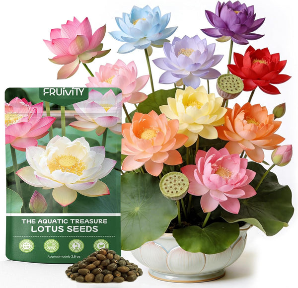 60 PCS Mixed Color Lotus Seeds for Planting in Water