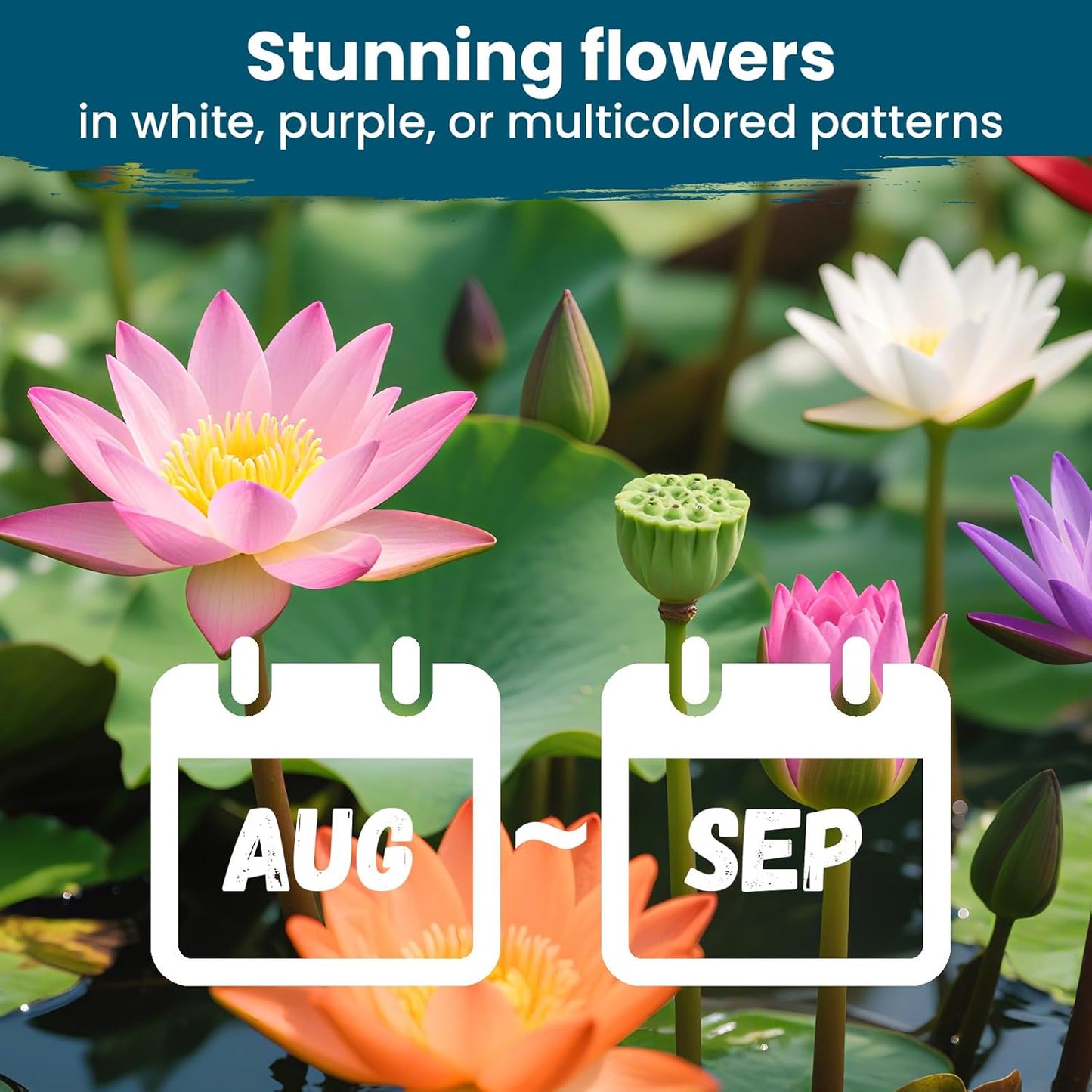 Lotus Seeds for Planting in Water – 60 PCS Mixed Bowl Lotus Seeds