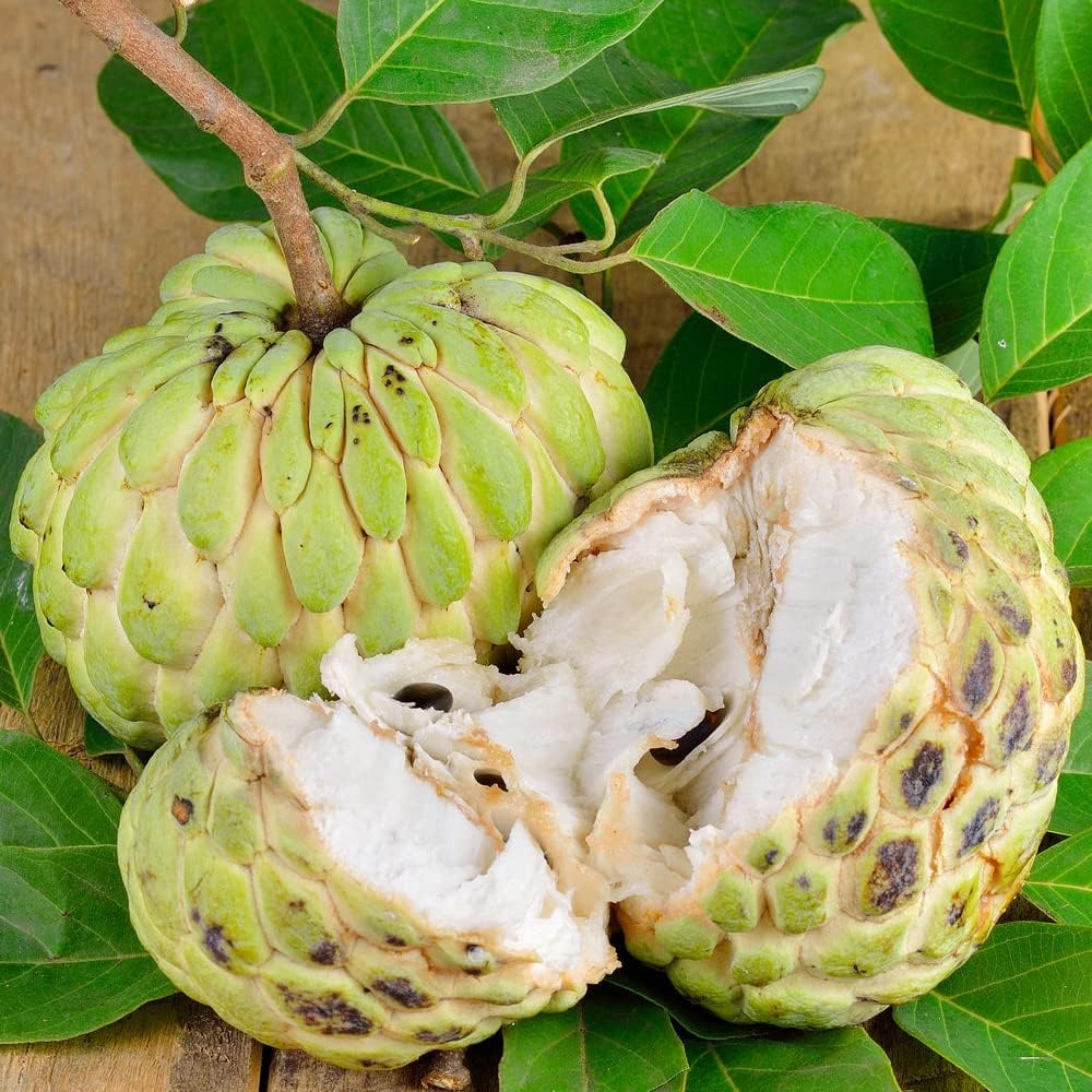 100 Custard Apple Seeds - Tropical Exotic Delicious Sweet Fruits - Non-GMO Fruit Seed