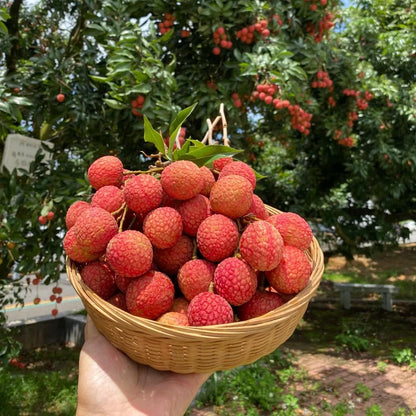 60 Pcs Sweet Lychee Fruit Seeds for Planting