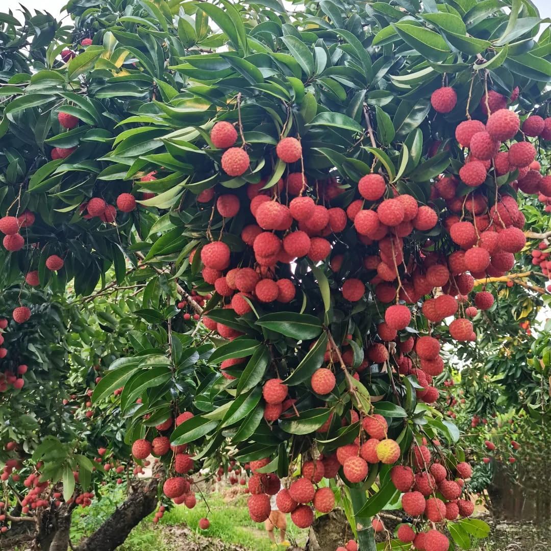 60 Pcs Sweet Lychee Fruit Seeds for Planting