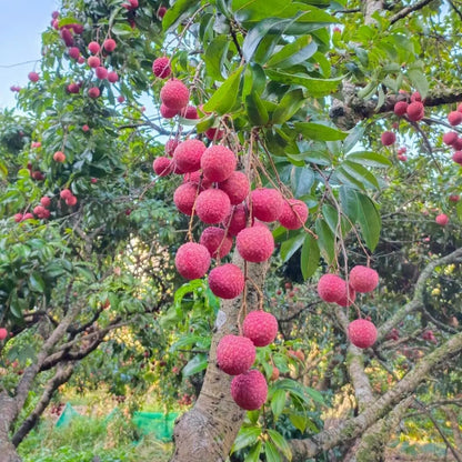 60 Pcs Sweet Lychee Fruit Seeds for Planting