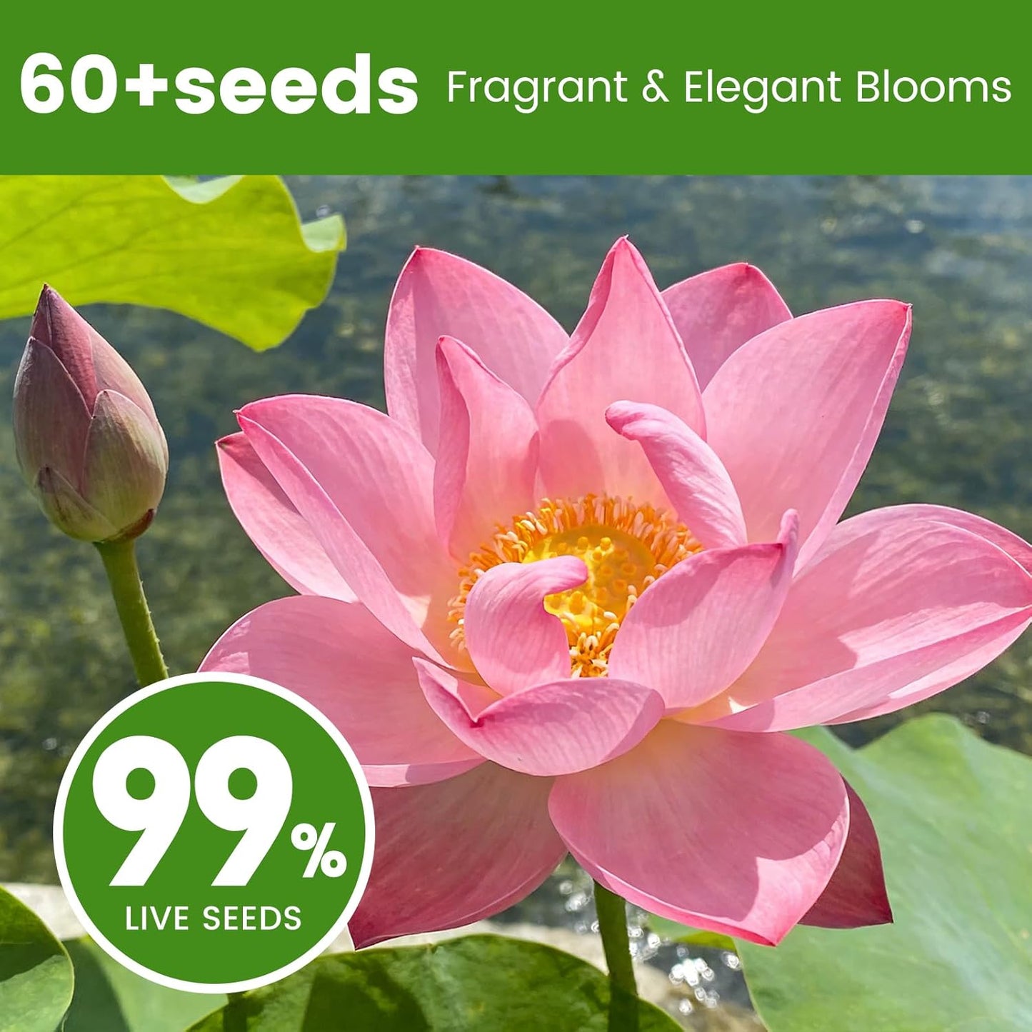 60 PCS Mixed Color Lotus Seeds for Planting in Water