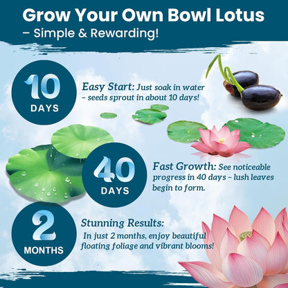 Lotus Seeds for Planting in Water – 60 PCS Mixed Bowl Lotus Seeds