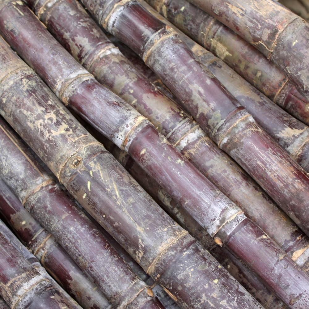 500Pcs Purple Sugar Cane Plants Seeds Ready for Spring Planting