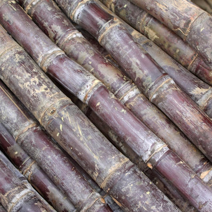 500Pcs Purple Sugar Cane Plants Seeds Ready for Spring Planting