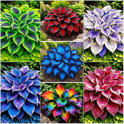 500 Pcs Hosta Seeds for Planting Indoor Outdoor, Long Blooming Plants for Ground Cover & Containers