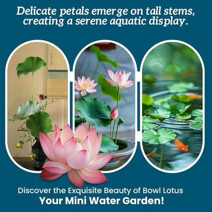 Lotus Seeds for Planting in Water – 60 PCS Mixed Bowl Lotus Seeds