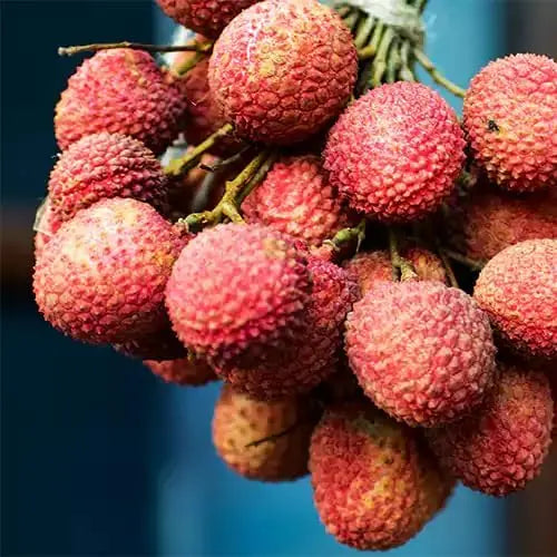 50 Giant Lychee Seeds Exotic Fruit Heirloom Sweet Tropical Fruit Litchi Chinensis Seed