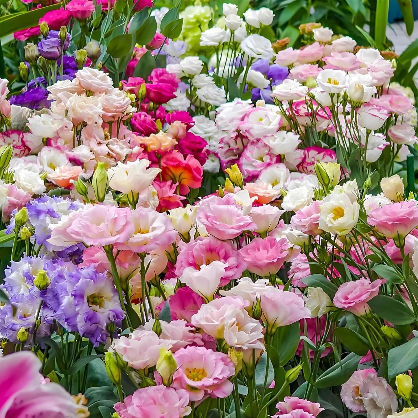 2000+ Mixed Color Perennial Eustoma Grandiflorum Seeds