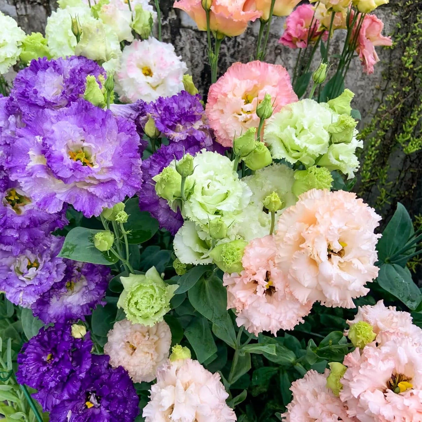2000+ Mixed Color Perennial Eustoma Grandiflorum Seeds
