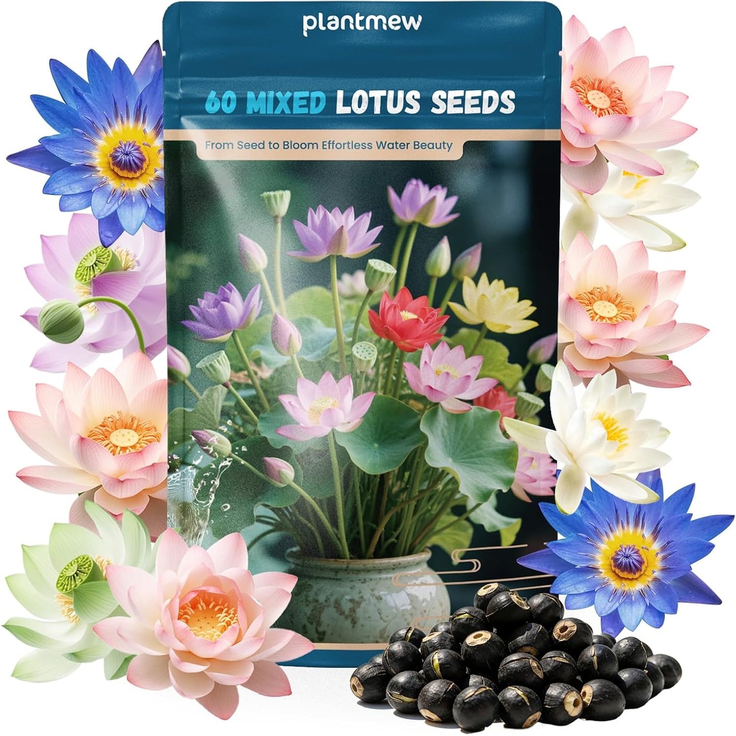 Lotus Seeds for Planting in Water – 60 PCS Mixed Bowl Lotus Seeds