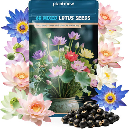 Lotus Seeds for Planting in Water – 60 PCS Mixed Bowl Lotus Seeds