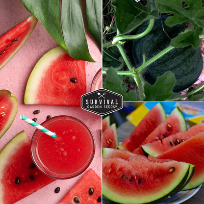 Watermelon Seeds Watermelon Organic Fruit Seasonal Sowing About 450pcs