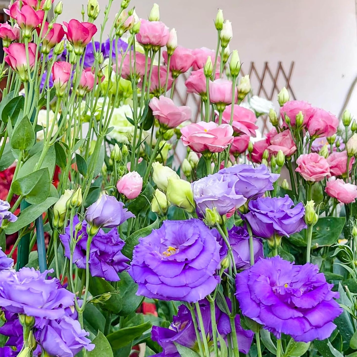 2000+ Mixed Color Perennial Eustoma Grandiflorum Seeds