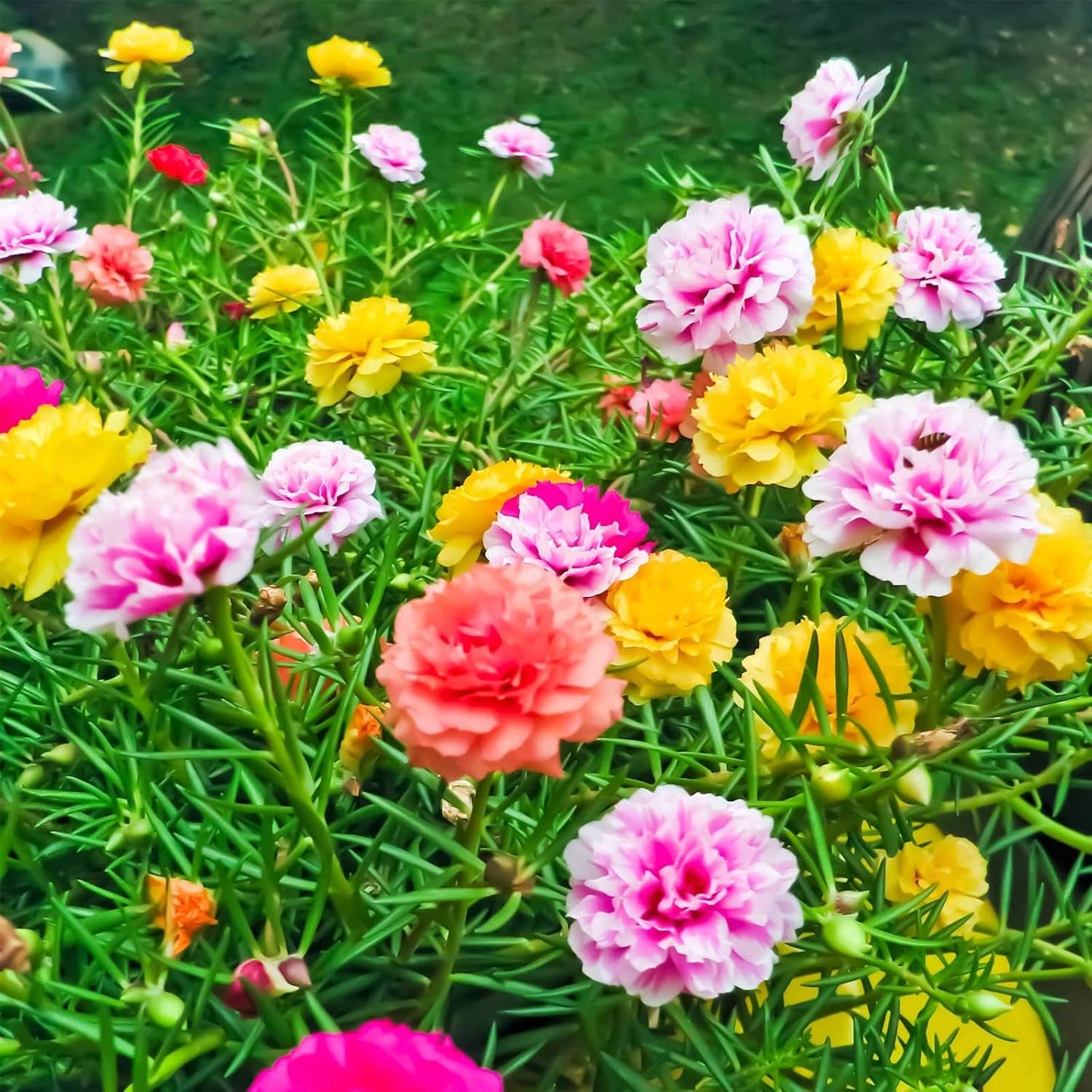 Portulaca Flower Seeds - Double Mix - 10000 Seeds - Color Mix