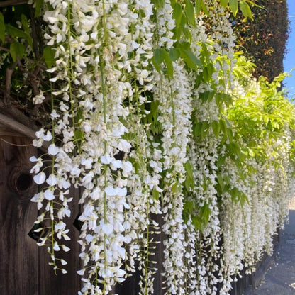 500 Climbing Jasmine Flower Seeds Fragrant Plant for Planting Garden