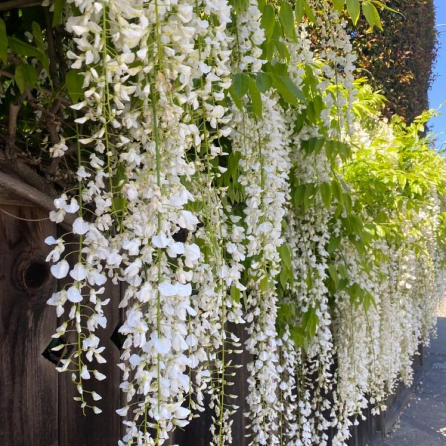 500PCS Climbing Jasmine Flower Seeds Fragrant Plant for Planting Garden