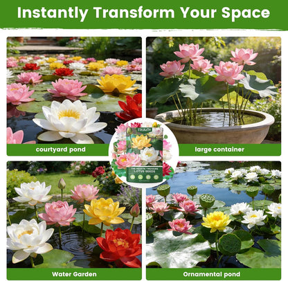 60 PCS Mixed Color Lotus Seeds for Planting in Water
