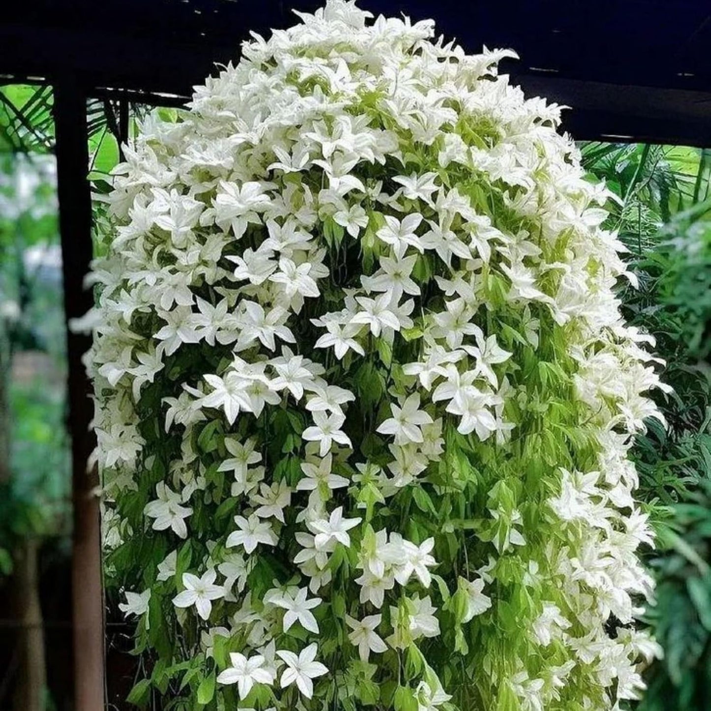 500 Climbing Jasmine Flower Seeds Fragrant Plant for Planting Garden