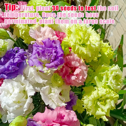 2000+ Mixed Color Perennial Eustoma Grandiflorum Seeds