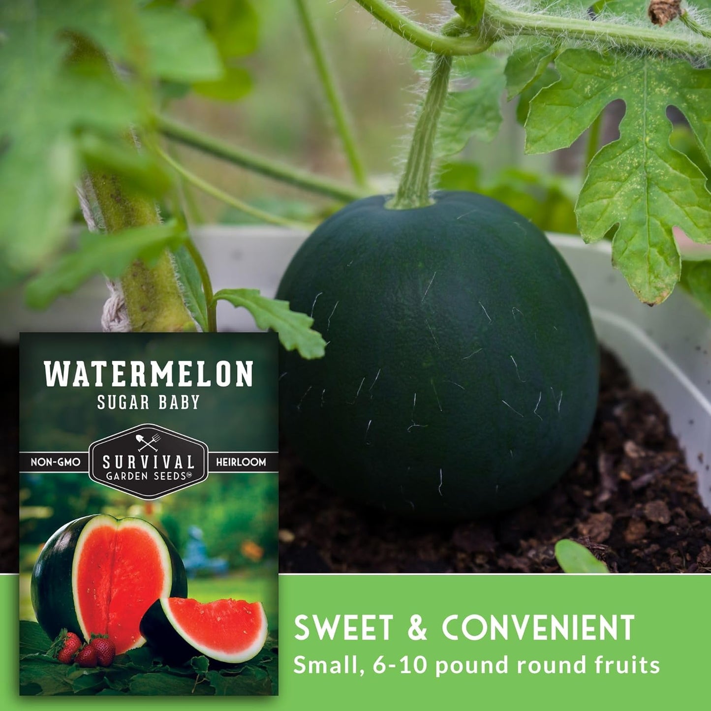 Watermelon Seeds Watermelon Organic Fruit Seasonal Sowing About 450pcs