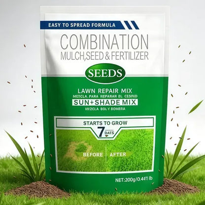 Evergreen Dwarf Grass Seed | For Four Seasons