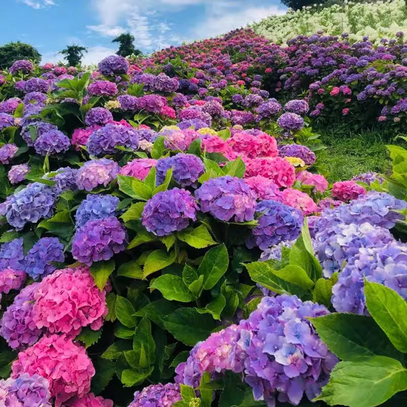 100 Pcs Mix-color Perennial Hydrangea Seeds Suitable for Sowing and Blooming in All Seasons