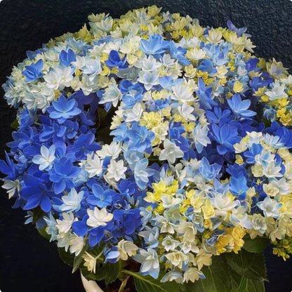 100 Pcs Mix-color Perennial Hydrangea Seeds Suitable for Sowing and Blooming in All Seasons