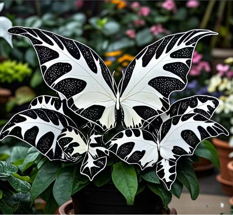 500 Pcs Multicolored Butterfly Geranium Seeds